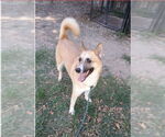 Small Akita-German Shepherd Dog Mix