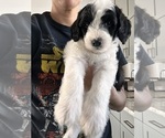 Puppy Apricot Sheepadoodle