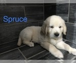 Small Photo #3 Golden Retriever Puppy For Sale in PURDY, MO, USA