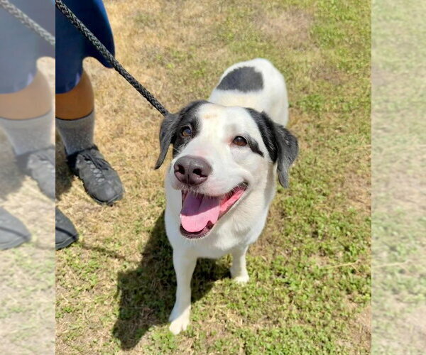 Medium Photo #1 Mutt Puppy For Sale in Abbeville, LA, USA