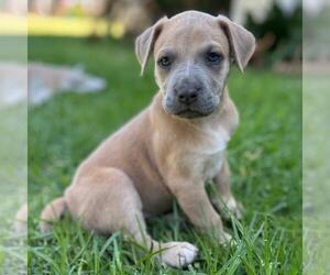 Fiji Pup - Nadi - Female Colonial Cocker Spaniel-Unknown Mix Dog for Adoption - Photo #2