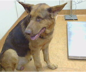 German Shepherd Dog Dogs for adoption in Sacramento, CA, USA