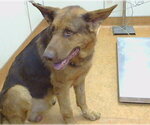 Small German Shepherd Dog