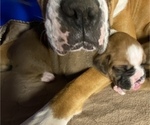 Small Photo #5 Boxer Puppy For Sale in LAMAR, MO, USA