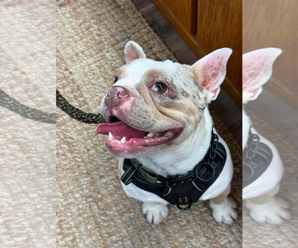 Medium Photo #6 French Bulldog Puppy For Sale in Visalia, CA, USA