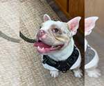 Small #5 French Bulldog