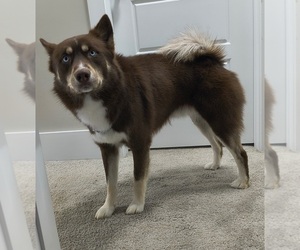 Father of the Pomsky puppies born on 04/05/2025