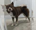 Small Photo #1 Pomsky Puppy For Sale in CHARLOTTE, NC, USA