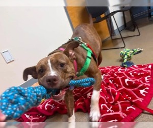 Snickers - Female American Staffordshire Terrier Dog for Adoption - Photo #12