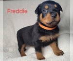 Puppy Freddie Rottweiler