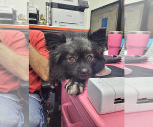 Pomeranian Dogs for adoption in Linton, IN, USA