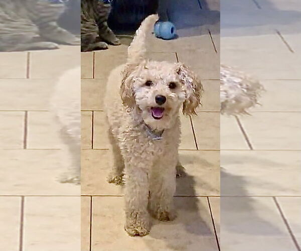 Medium Photo #2 Poodle (Miniature) Puppy For Sale in Staten Island, NY, USA