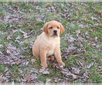Small #7 Labrador Retriever