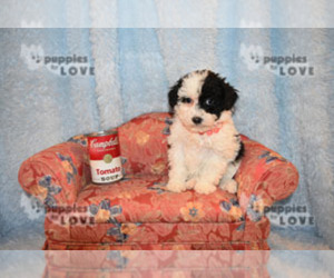 Aussiedoodle-Poodle (Toy) Mix Puppy for sale in SANGER, TX, USA