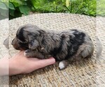 Small #8 Aussiedoodle Miniature 