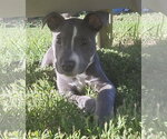 Small Photo #3 American Staffordshire Terrier-Unknown Mix Puppy For Sale in Des Moines, IA, USA