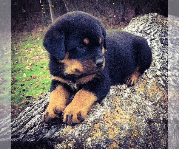 Medium Photo #6 Rottweiler Puppy For Sale in VONORE, TN, USA