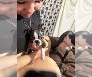 Boston Terrier Puppy for sale in SPRINGFIELD, IL, USA