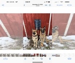 Small Photo #10 German Shepherd Dog Puppy For Sale in JEFFERSON, WI, USA