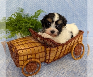 Havanese Puppy for sale in POST FALLS, ID, USA