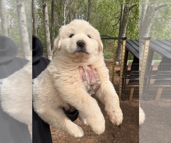 Medium Photo #11 Great Pyrenees Puppy For Sale in NEWTON, NC, USA