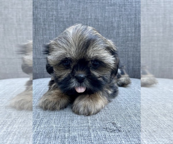 Medium Photo #2 Shih Tzu Puppy For Sale in REDLANDS, CA, USA