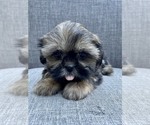 Small Photo #2 Shih Tzu Puppy For Sale in REDLANDS, CA, USA