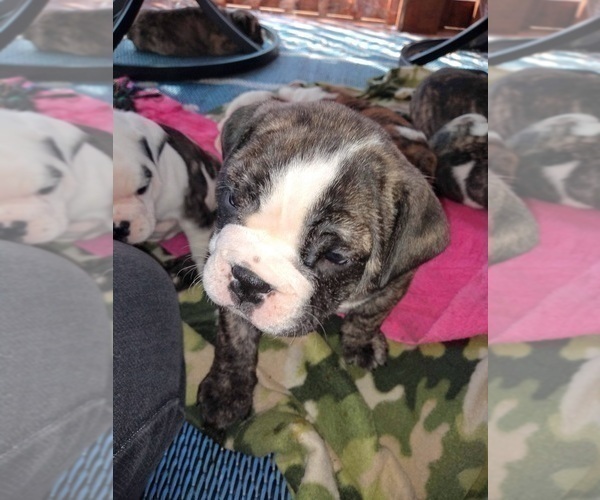 Medium Photo #5 Bulldog Puppy For Sale in TUNNEL HILL, GA, USA