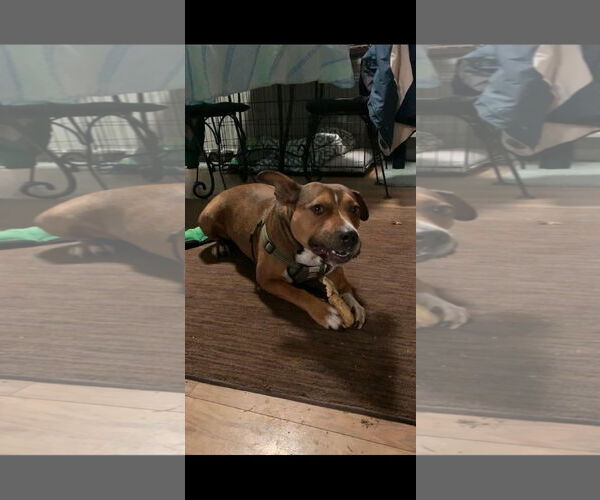 Medium Photo #49 American Pit Bull Terrier-Unknown Mix Puppy For Sale in Germantown, OH, USA