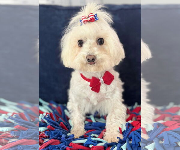 Medium Photo #4 Maltese Puppy For Sale in Bon Carbo, CO, USA