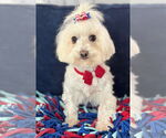 Small #3 Maltese