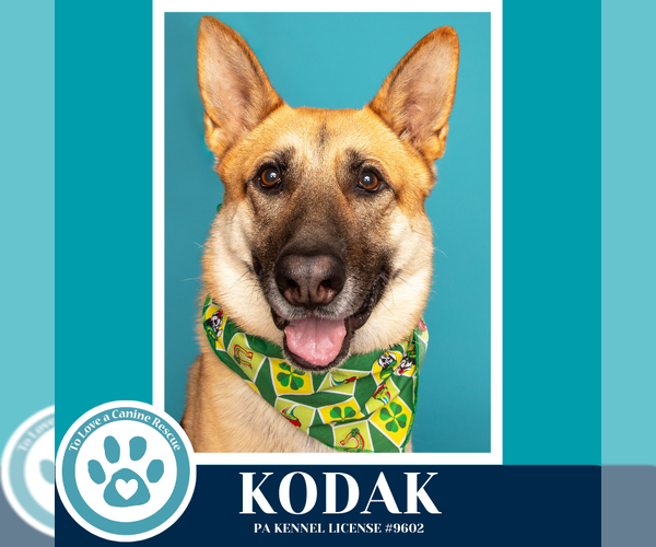 Medium Photo #9 German Shepherd Dog Puppy For Sale in Kimberton, PA, USA