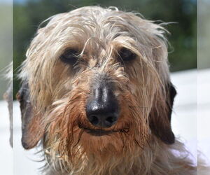 Dachshund Dogs for adoption in Shelbyville, TN, USA