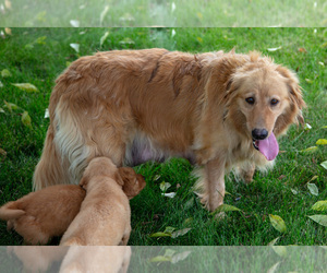 Mother of the Golden Retriever puppies born on 05/25/2025
