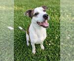 Small #1 Staffordshire Bull Terrier Mix