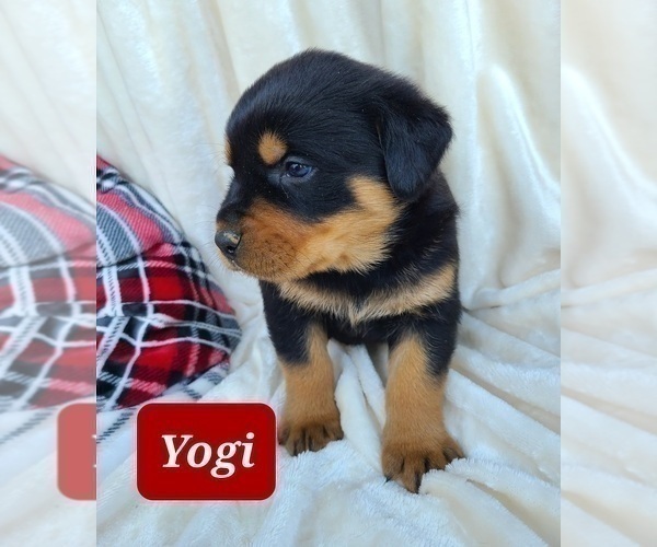 Medium Photo #4 Rottweiler Puppy For Sale in MIDDLEBURY, IN, USA