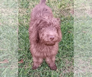 Double Doodle Puppy for sale in JEFFERSONTOWN, KY, USA