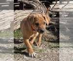 Small Photo #42 Rhodesian Ridgeback Puppy For Sale in MORONGO VALLEY, CA, USA