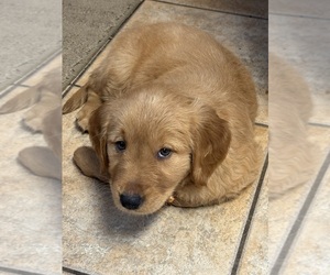 Golden Retriever Puppy for sale in MANKATO, MN, USA
