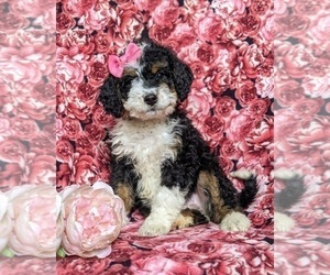 Bernedoodle Puppy for sale in GLEN ROCK, PA, USA