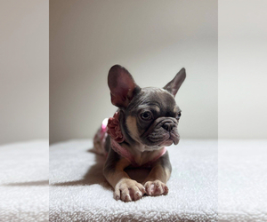 French Bulldog Puppy for sale in SAN DIEGO, CA, USA