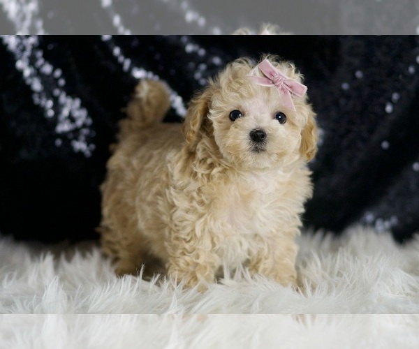 Medium Photo #5 Maltipoo Puppy For Sale in WARSAW, IN, USA