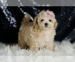 Small #4 Maltipoo