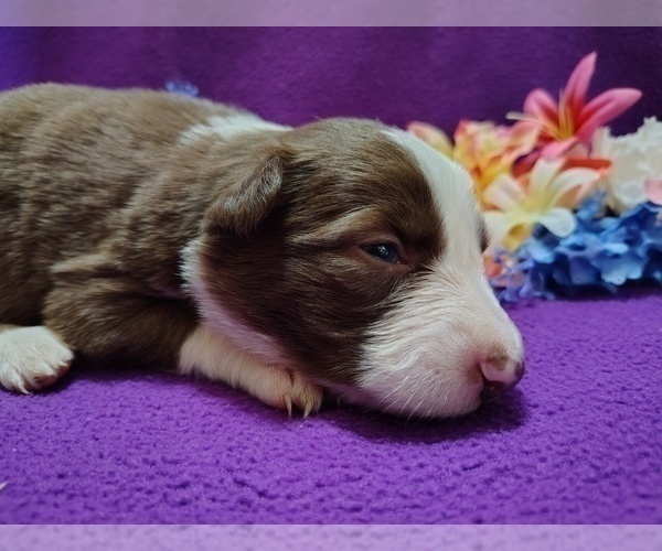 Medium Photo #14 Border Collie Puppy For Sale in NORBORNE, MO, USA