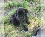 Small #7 Cane Corso