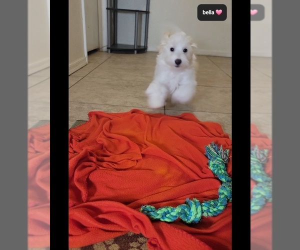 Medium Photo #3 Havanese Puppy For Sale in TUCSON, AZ, USA