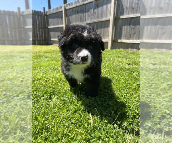 Medium Photo #4 Border-Aussie Puppy For Sale in Aurora, IN, USA
