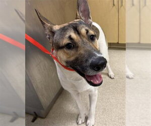 German Shepherd Dog Dogs for adoption in Riverside, CA, USA