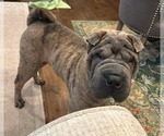 Small #3 Mutt