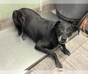 Labrador Retriever-Unknown Mix Dogs for adoption in Grand Prairie, TX, USA